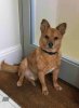 Julio, sitting by the kitchen door, in Oxford .. waiting to go out?